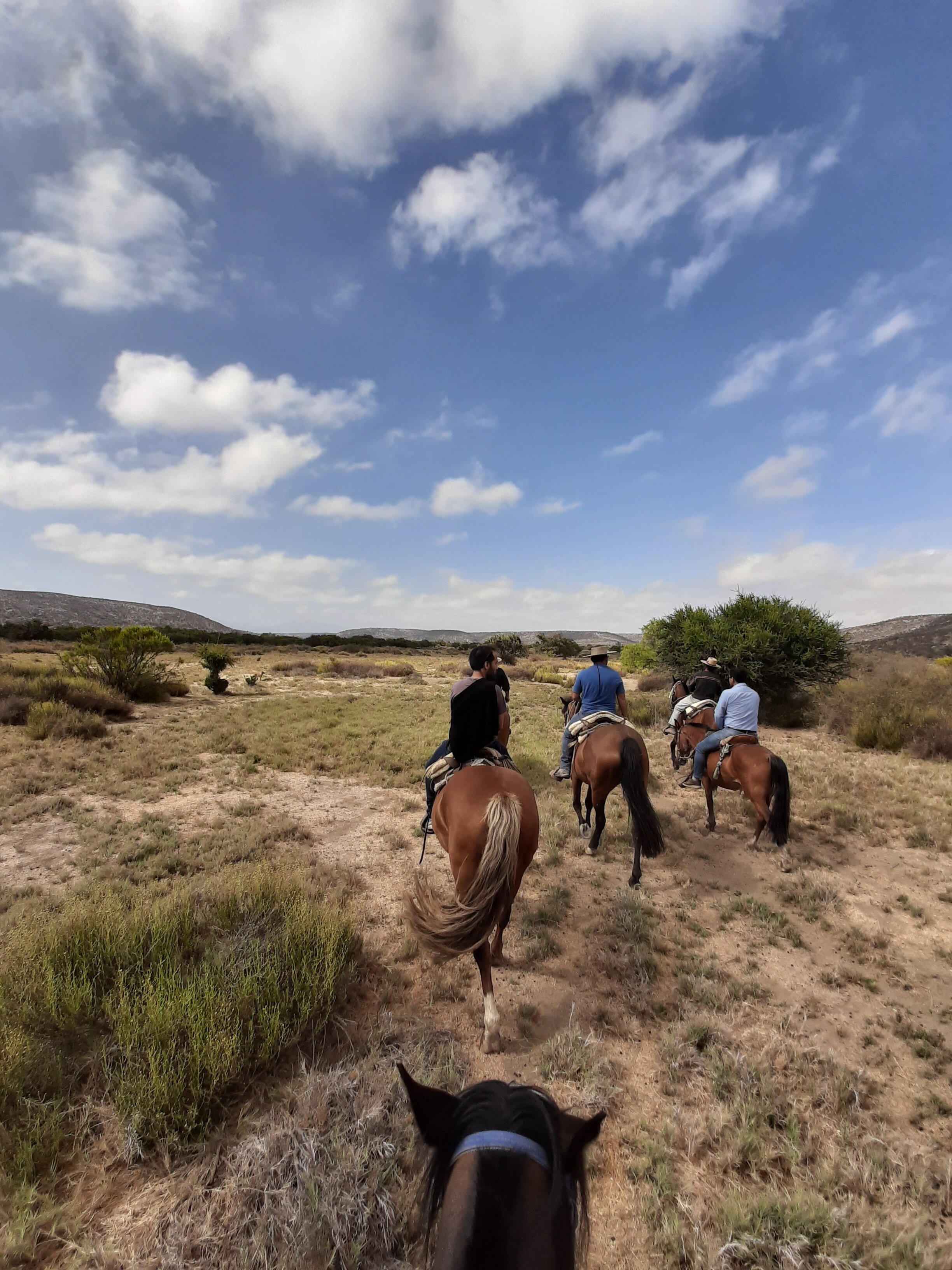 Paseos a caballo